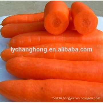 fresh carrot/ bulk carrot/ clean carrot